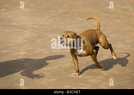 Staffordshire Bull Terrrier in esecuzione sulla spiaggia Foto Stock