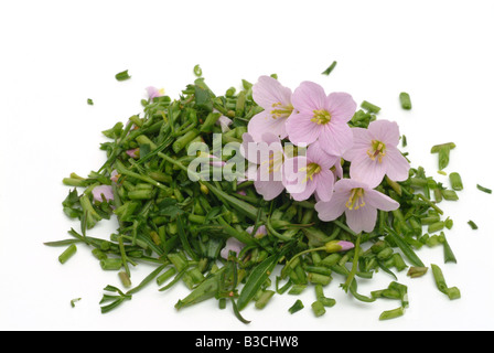 Pianta medicinale bog milkmaids rosa fiore cucù cardmine cardamine cardamine pratense Foto Stock