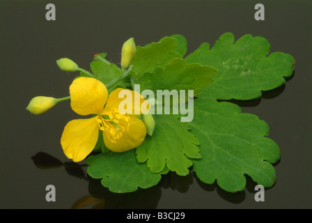 Pianta medicinale maggiore celandine Chelidonium majus Foto Stock