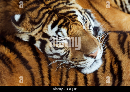 La Cina, a nord-est della Cina, Provincia di Heilongjiang, Harbin City, il Parco della Tigre Siberiana. Una tigre del sonno riposa su un altro tiger. Foto Stock