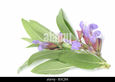 Piante medicinali Salvia comune Salvia Salvia officinalis Foto Stock