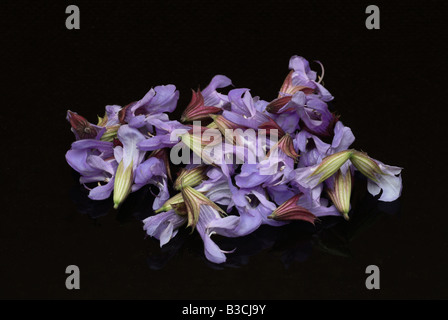 Piante medicinali Salvia comune Salvia Salvia officinalis Foto Stock