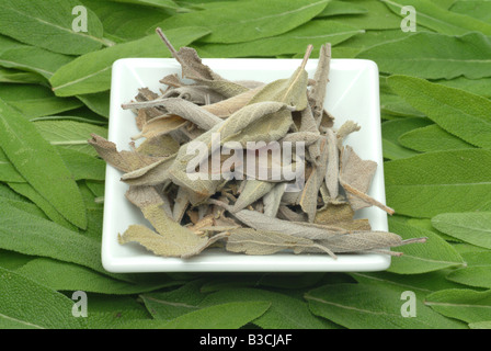 Piante medicinali Salvia comune Salvia Salvia officinalis Foto Stock