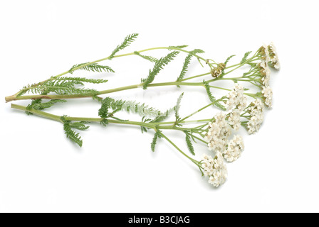 Pianta medicinale yarrow Carpenter s Comune di erbaccia Yarrow Achillea Achillea millefolium Foto Stock