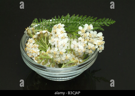 Pianta medicinale yarrow Carpenter s Comune di erbaccia Yarrow Achillea Achillea millefolium Foto Stock