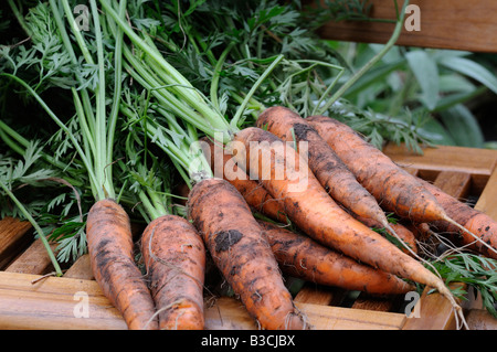 Le carote raccolte dalla trama vegetale Foto Stock
