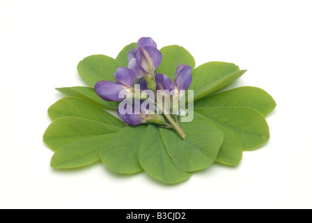 Pianta medicinale blu indaco wild indigo Baptisia australis Foto Stock