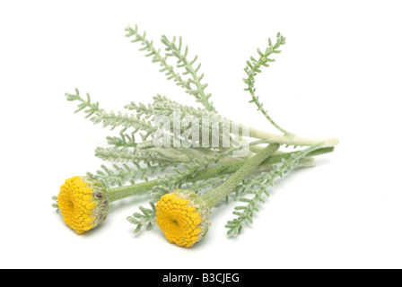 Piante medicinali cotone lavanda Santolina chamaecyparisus Foto Stock