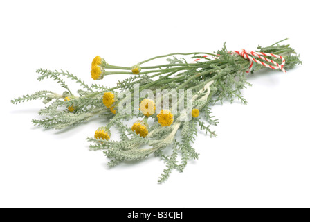 Piante medicinali cotone lavanda Santolina chamaecyparisus Foto Stock