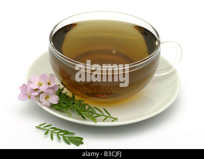 Tè medicinali fatta di Bog rosa fiore cucù Lady s smock milkmaids fiori freschi e la tazza di tè di erbe medicinali Cardmine vegetale Foto Stock