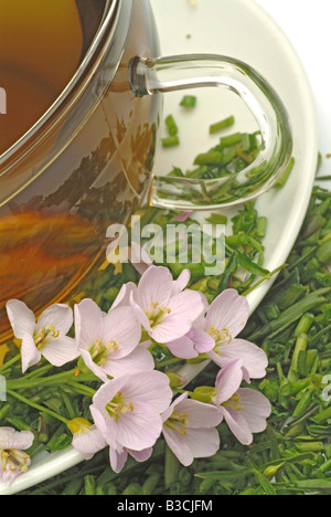 Tè medicinali fatta di Bog rosa fiore cucù Lady s smock milkmaids fiori freschi e la tazza di tè di erbe medicinali Cardmine vegetale Foto Stock