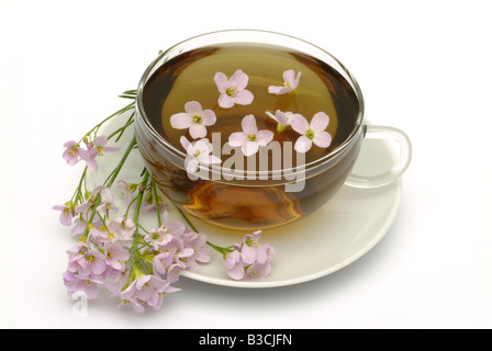 Tè medicinali fatta di Bog rosa fiore cucù Lady s smock milkmaids fiori freschi e la tazza di tè di erbe medicinali Cardmine vegetale Foto Stock