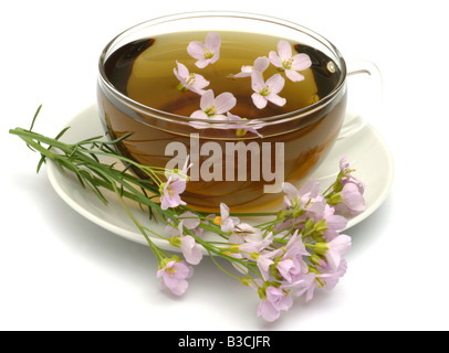 Tè medicinali fatta di Bog rosa fiore cucù Lady s smock milkmaids fiori freschi e la tazza di tè di erbe medicinali Cardmine vegetale Foto Stock