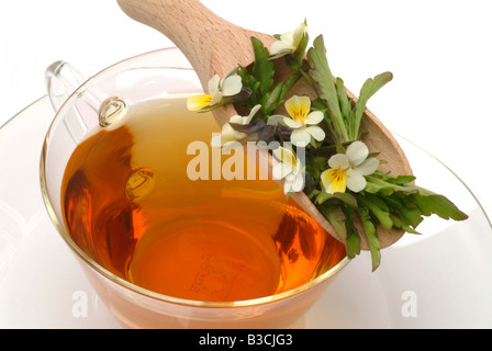 Tè medicinali fatta di Heartsease wild pansy fiori freschi e la tazza di tè alle erbe di piante medicinali viola del pensiero te Foto Stock