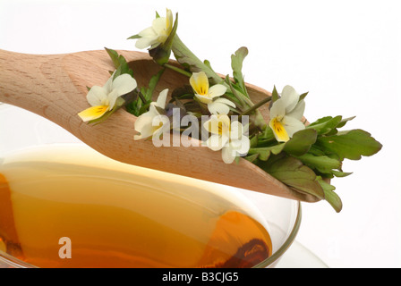 Tè medicinali fatta di Heartsease wild pansy fiori freschi e la tazza di tè alle erbe di piante medicinali viola del pensiero te Foto Stock