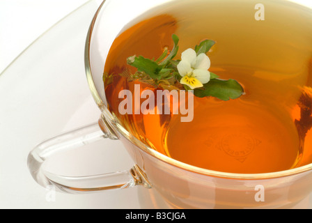 Tè medicinali fatta di Heartsease wild pansy fiori freschi e la tazza di tè alle erbe di piante medicinali viola del pensiero te Foto Stock