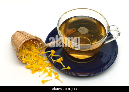 Pianta medicinale cowslip tè tè medicinali pianta medicinale delle erbe officinali Primula Odorosa te Foto Stock