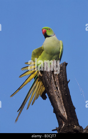 Parrocchetto alessandrino (Psittacula eupatria), preening, Keoladeo Ghana National Park, Bharatpur, India Foto Stock