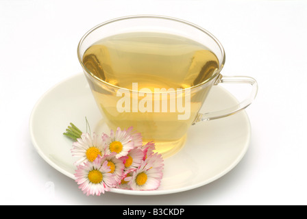 Tè medicinali fatta di Daisy fiori freschi e la tazza di tè alle erbe di piante medicinali Margheritina dei prati Pratolina comune te Foto Stock