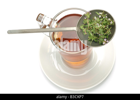 Tee Kräutertee Heiltee Tee aus Thymian Thymiantee tè medicinali herbtea thymetea timo Thymus vulgaris timo Foto Stock