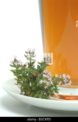 Medicinali Thymiantee tea herbtea thymetea timo Thymus vulgaris timo Foto Stock