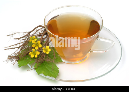 Tormentilla Tormentill cinquefoglia cinquefoglia tormentilla potentilla potentilla erecta Blutwurztee Tormentiltea tormentil tea Foto Stock