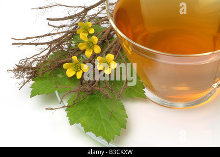 Tormentilla Tormentill cinquefoglia cinquefoglia tormentilla potentilla potentilla erecta Blutwurztee Tormentiltea tormentil tea Foto Stock