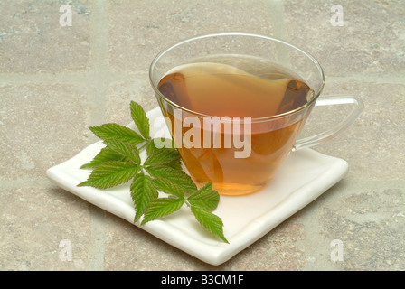 Herbtea fatto di foglie e fiori di billberry o mirtillo Vaccinium myrtillus corymbosum Mirtillo fogiia Foto Stock