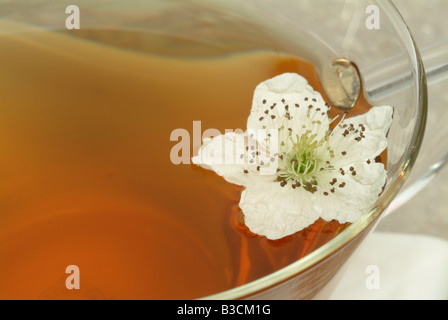 Herbtea fatto di foglie e fiori di billberry o mirtillo Vaccinium myrtillus corymbosum Mirtillo fogiia Foto Stock