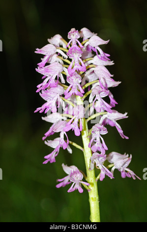 Orchidea militare, Orchis militaris, Orchidea Foto Stock