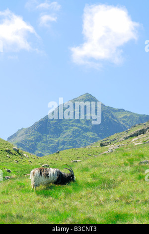 Un unico capre di montagna alle pendici del monte Snowdon con il vertice che si profila in background Foto Stock