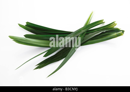 Vite di foglie di pino (Pandanus amaryllifolius) Foto Stock