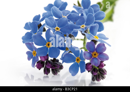 Dimenticare-me-non (Myosotis sylvatica), close-up Foto Stock