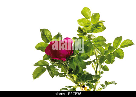 Fiori di rosa canina (Rosa canina), close-up Foto Stock