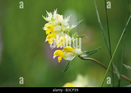In Germania, in Baviera, giallo-battito (Rhinanthus angustifolius) blooming Foto Stock