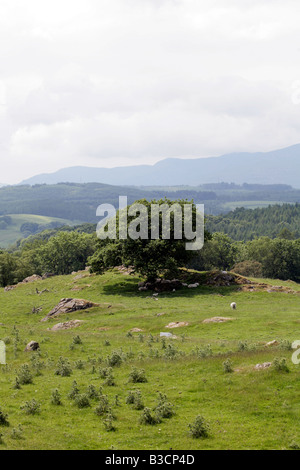 Pecore rifugiandosi sotto l'ombra di albero anOak, Quercus, in un campo lontano Sawrey, Cumbria, Inghilterra Foto Stock