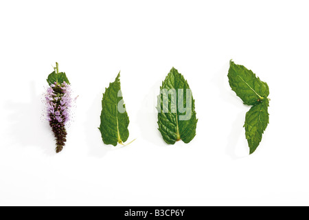 Fioritura di menta peperita ((Mentha x piperita) Foto Stock