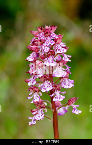 Lady Orchid, Orchis purpurea, orchidea terrestre, Auvergne, Francia Foto Stock