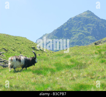 Un unico capre di montagna alle pendici del monte Snowdon con il vertice che si profila in background Foto Stock