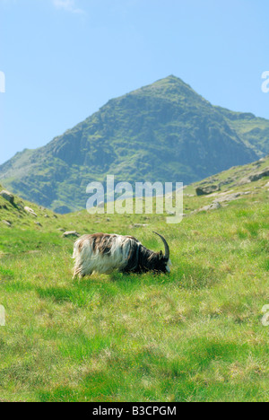 Un unico capre di montagna alle pendici del monte Snowdon con il vertice che si profila in background Foto Stock