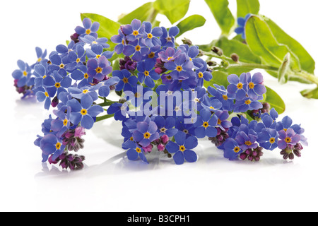 Dimenticare-me-non (Myosotis sylvatica), close-up Foto Stock