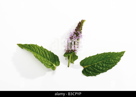 Fioritura di menta peperita ((Mentha x piperita), vista in elevazione Foto Stock