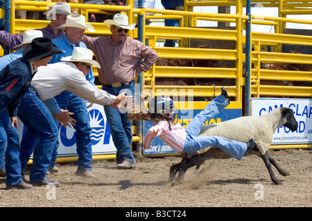 Una giovane ragazza cade da una pecora mentre in sella a un esterno di rodeo Foto Stock