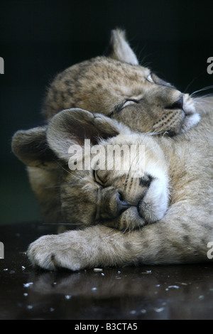 Due nuovi nati cuccioli di leone (Panthera leo) dormire presso lo Zoo di Berlino, Germania Foto Stock
