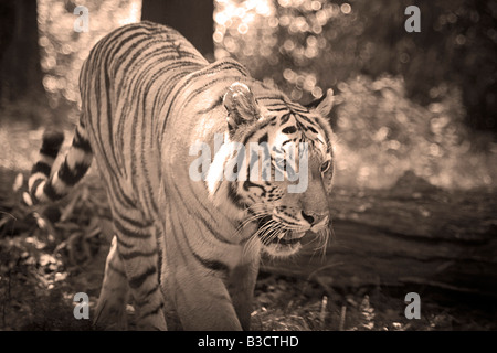 Una feroce tiger sul prowl in un ambiente naturale Foto Stock