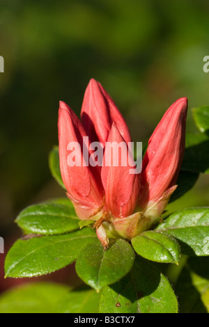 Cluster di autunno Monarch Encore Azalea gemme Foto Stock