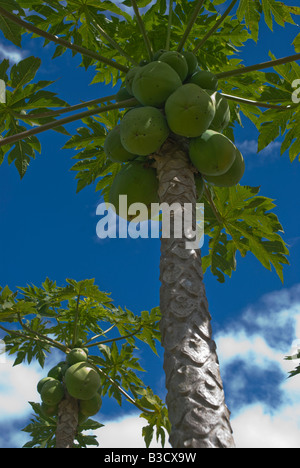 La maturazione papaya su albero nel Queensland Australia Foto Stock