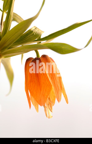 La corona imperiale (Fritillaria imperialis) Foto Stock