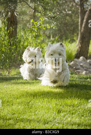 Due West Highland White Terrier correndo all'aperto Foto Stock