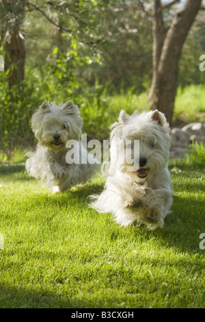 Due West Highland White Terrier correndo all'aperto Foto Stock